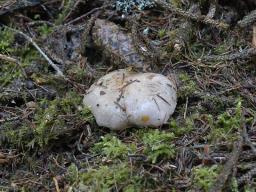 Pholiota lenta