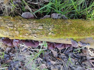 Auricularia auricula-judae