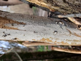 Lyomyces sambuci