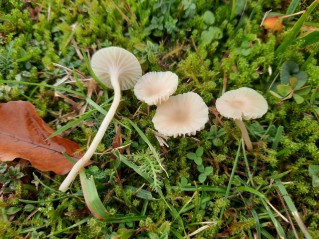 Cuphophyllus russocoriaceus
