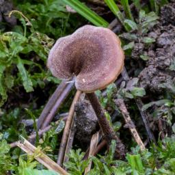 Auriscalpium vulgare