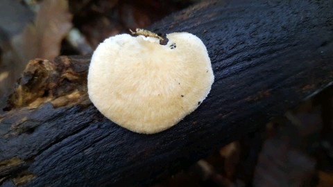 Neofavolus alveolaris