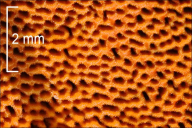 Pycnoporus cinnabarinus