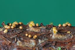 Trichia varia