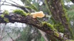 Neofavolus suavissimus
