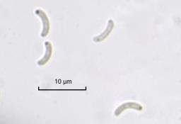 Eutypa maura