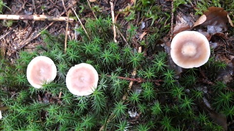 Rhodocollybia asema
