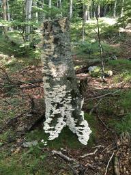 Trametes pubescens