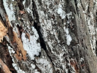 Ceratiomyxa fruticulosa