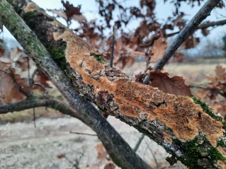 Radulomyces molaris