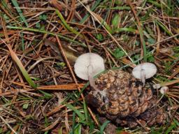 Baeospora myosura