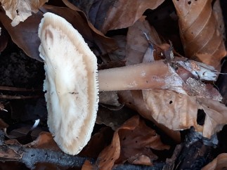 Rhodocollybia asema
