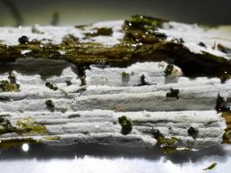 Lyomyces pruni
