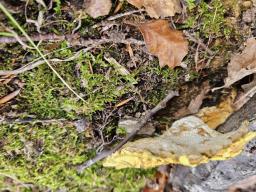 Laeticutis cristata