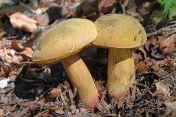 Suillellus luridus