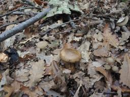 Hygrophorus persoonii