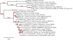 Arrhenia