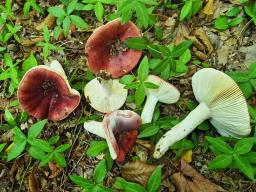 Russula melliolens