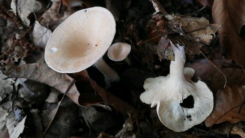 Infundibulicybe gibba