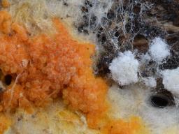 Hypomyces aurantius