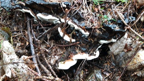 Heterobasidion abietinum