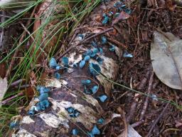 Chlorociboria aeruginascens