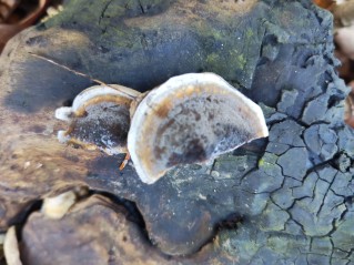 Bjerkandera adusta