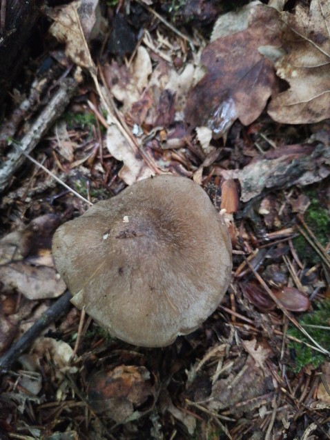 Lyophyllum loricatum