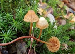 Galerina atkinsoniana