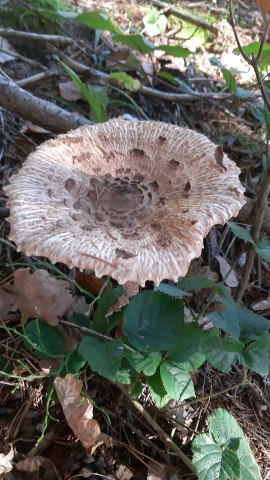 Macrolepiota procera
