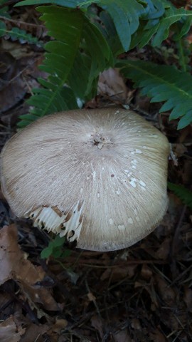 Megacollybia platyphylla