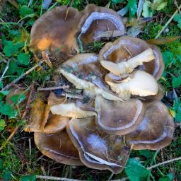 Lyophyllum loricatum