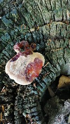 Fistulina hepatica