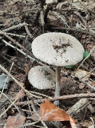 Macrolepiota mastoidea