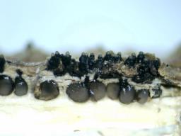 Diaporthe oncostoma