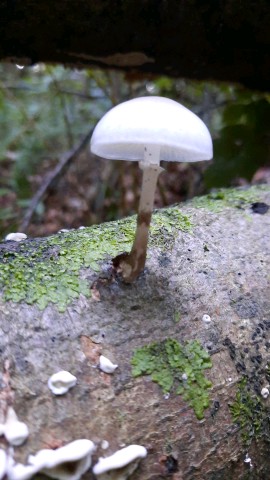 Mucidula mucida