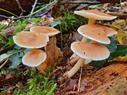 Rhodocollybia prolixa