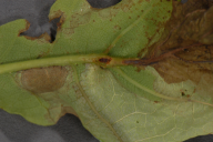 Orchestes quercus