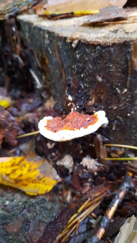 Heterobasidion annosum