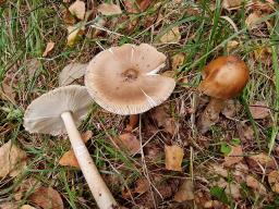 Amanita spadicea