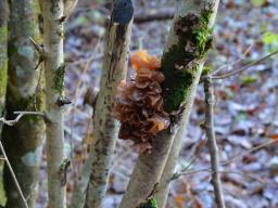 Phaeotremella frondosa