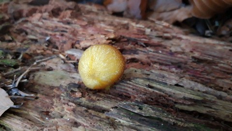 Tricholomopsis decora