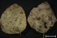Uromyces appendiculatus