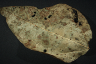 Uromyces appendiculatus