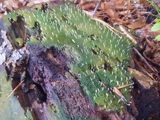 Multiclavula mucida