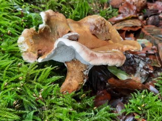 Laeticutis cristata