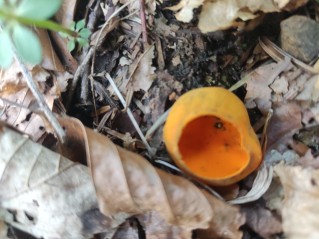 Caloscypha fulgens