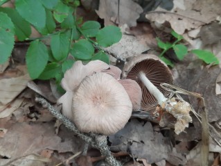 Collybiopsis peronata