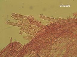 Linopodium filopes