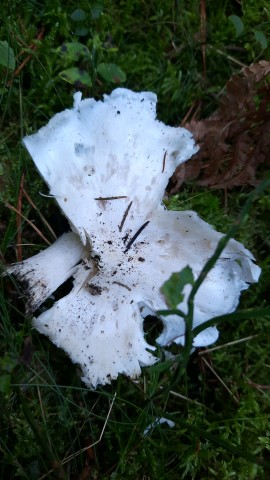 Tricholoma columbetta